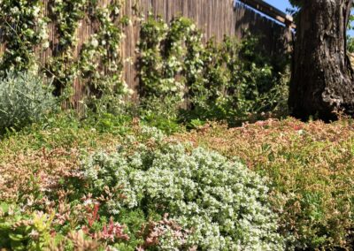 Sedum bodembedekker half jaar na aanleg hoveniersbedrijf Neeleman Capelle a/d IJssel